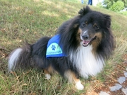 Therapiebegleithündin in Ausbildung